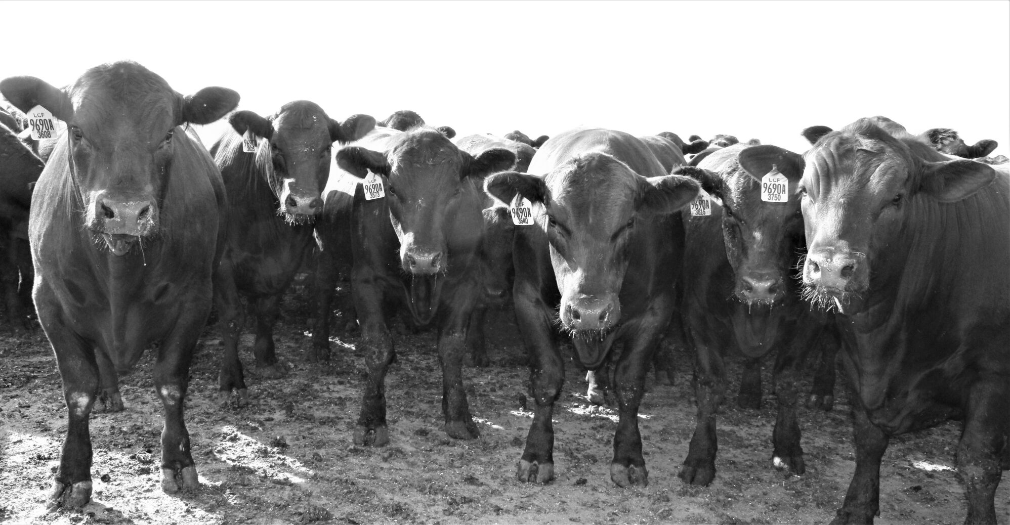 FL Group of Steers